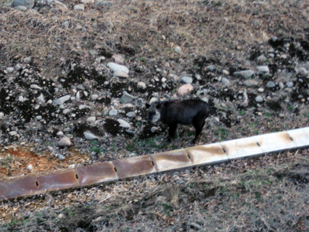 清泉寮でカモシカと遭遇